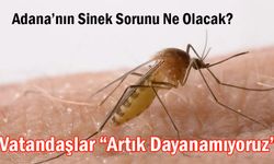 Adana’da Sinek Sorunu Yeniden Gündemin İlk Sıralarına Çıktı