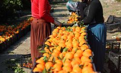 Adana’da Mandalina Hasadı Başladı: Yüksek Verim Üreticiyi Sevindirdi