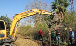 Ağaç Kesimi Yok, Nakil Var
