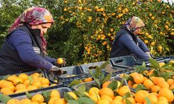 Hatay Ücretsiz Dağıttı, Adana’da Neden Yapılmıyor?