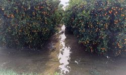 Aşırı yağış sonrası Çukurova’da BÜYÜK zarar