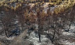Adana'daki yangında binlerce hektar alan küle döndü