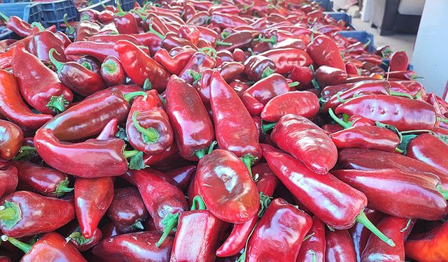 Kırmızı Biber Hasadı Yapıldı Salça Sezonu Da Açıldı