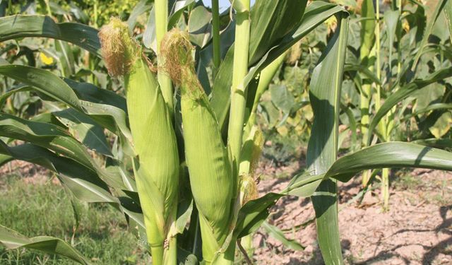 Bu Yıl Adana'da 855 Bin Dekar Alanda Mısır Ekimi Yapıldı