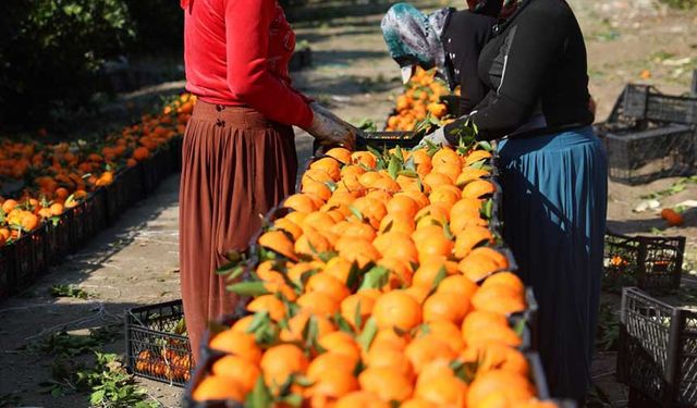 Adana’da Mandalina Hasadı Başladı: Yüksek Verim Üreticiyi Sevindirdi