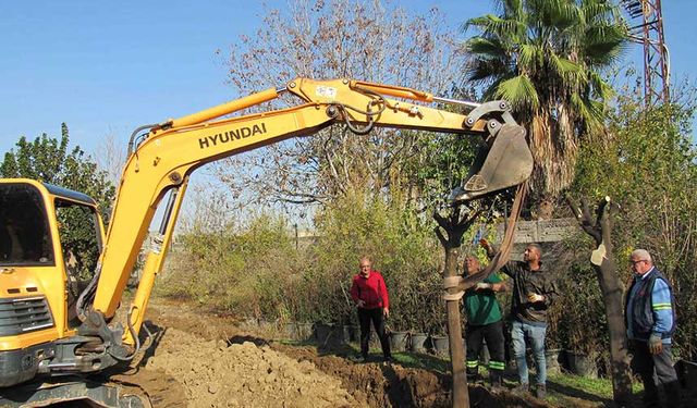 Ağaç Kesimi Yok, Nakil Var