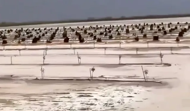 Dolu Yağışı Adana'da Zaten Can Çekişen Tarımı  Yeniden Vurdu!