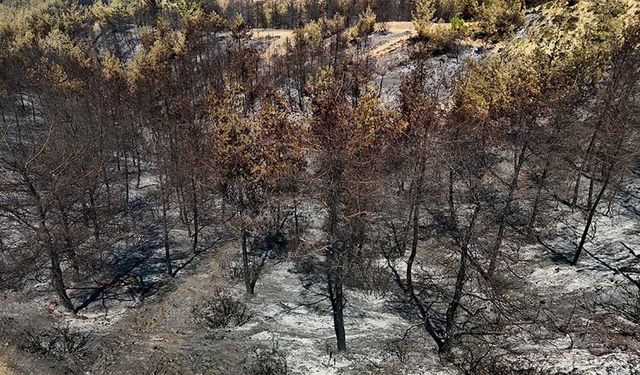 Adana'daki yangında binlerce hektar alan küle döndü