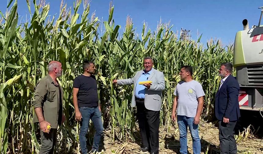 Çiftçinin Emeği Tarlada Kaldı, Maliyetler Yüksek Satış Yok!