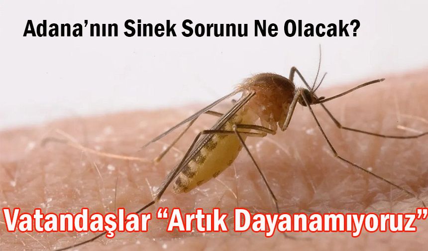 Adana’da Sinek Sorunu Yeniden Gündemin İlk Sıralarına Çıktı