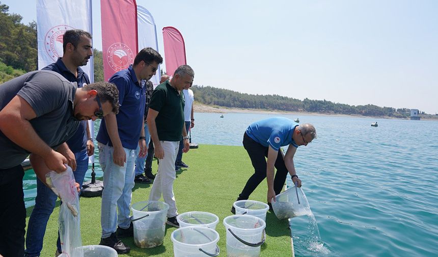 Yavru Sazanlar Suya Atladı