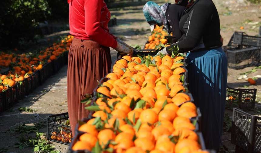 Adana’da Mandalina Hasadı Başladı: Yüksek Verim Üreticiyi Sevindirdi