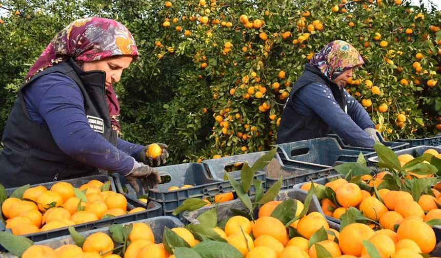 Hatay Ücretsiz Dağıttı, Adana’da Neden Yapılmıyor?