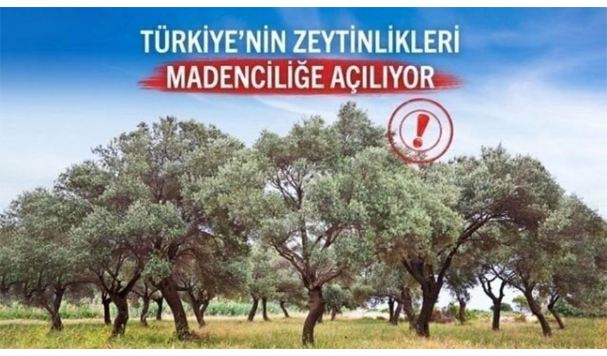 Zeytinlik2