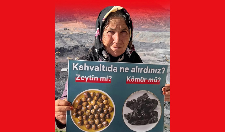 Zeytinlik9