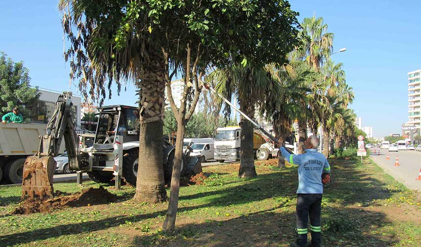 Buyuksehir Agac Tasima 1