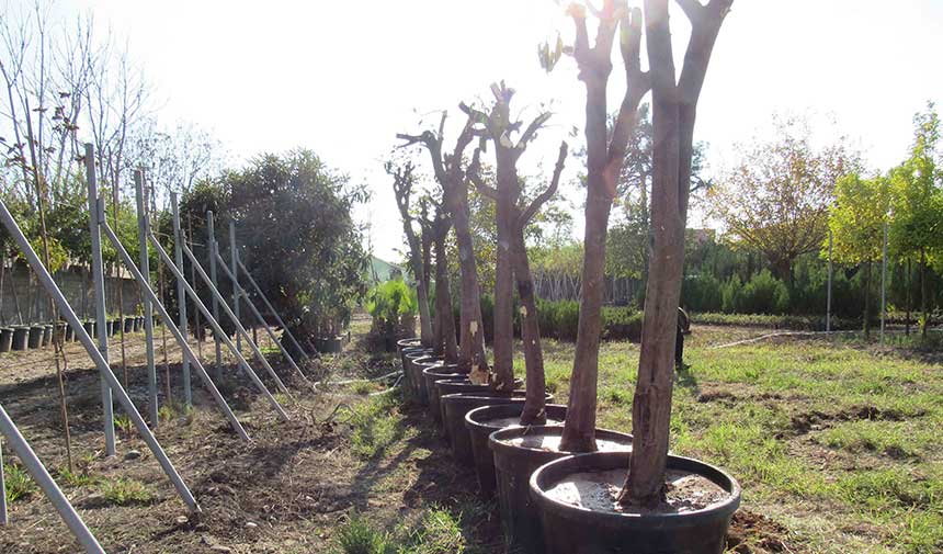 Buyuksehir Agac Tasima 2